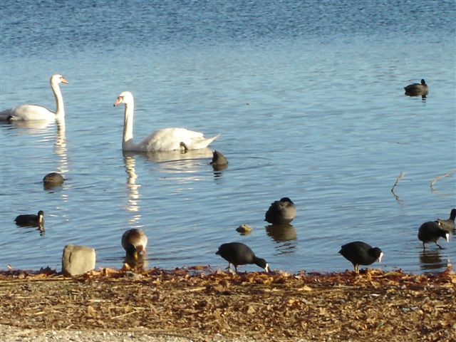 il lago